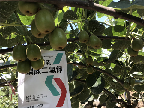 水溶肥，拉姆拉，翠姆