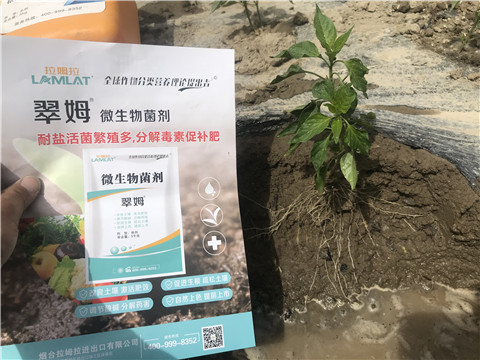 辣椒，拉姆拉，翠姆