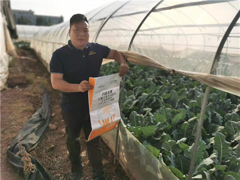 大量元素水溶肥，拉姆拉，翠姆