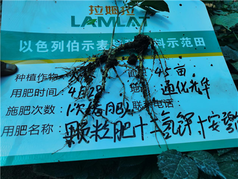 水溶肥，拉姆拉，翠姆