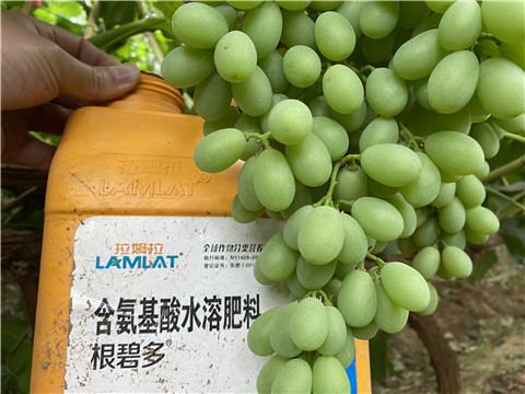 生根劑，翠姆，拉姆拉