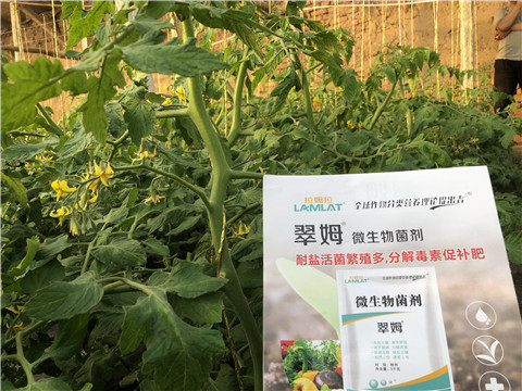 微生物菌劑，翠姆，拉姆拉