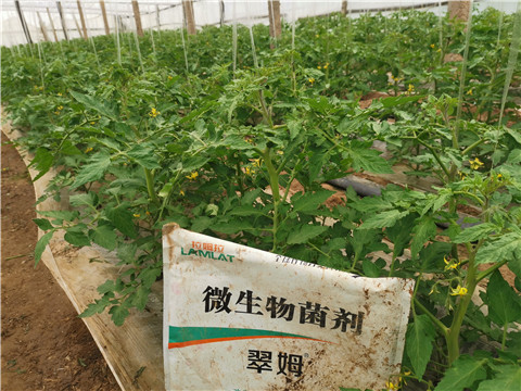 微生物菌劑，翠姆，拉姆拉