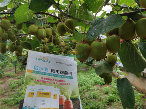生根劑，翠姆，拉姆拉