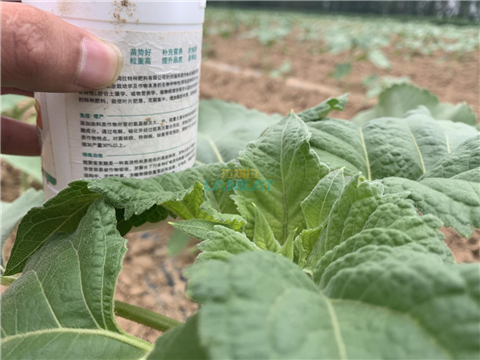 水溶肥，翠姆，拉姆拉