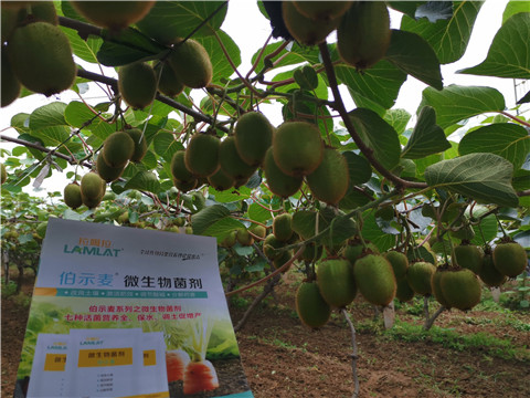 水溶肥，伯示麥，拉姆拉