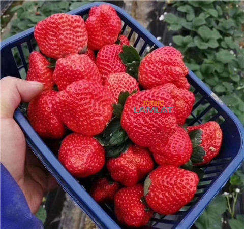 鈣肥，翠姆，拉姆拉