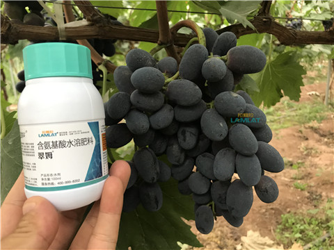 鈣肥，翠姆，拉姆拉