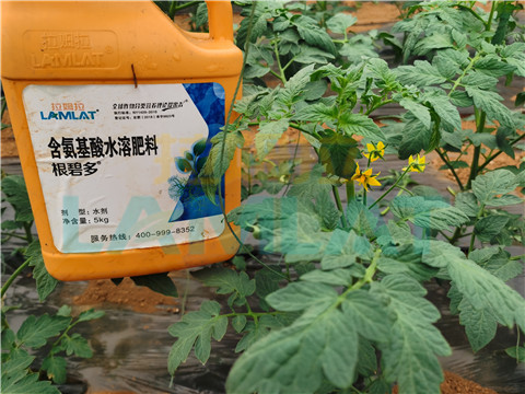 水溶肥，翠姆，拉姆拉