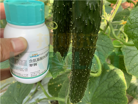 水溶肥，拉姆拉，翠姆