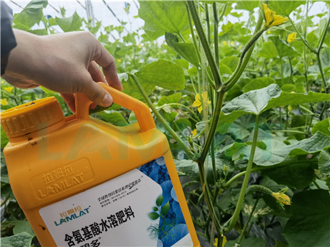 生根劑，拉姆拉，翠姆