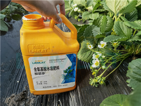 水溶肥，拉姆拉，翠姆