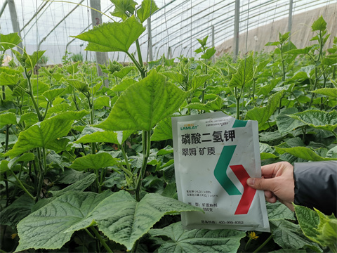 水溶肥，翠姆，拉姆拉