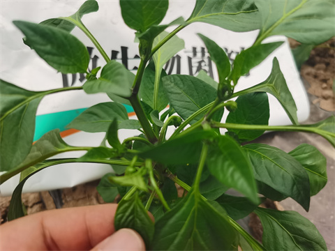 水溶肥，翠姆，拉姆拉