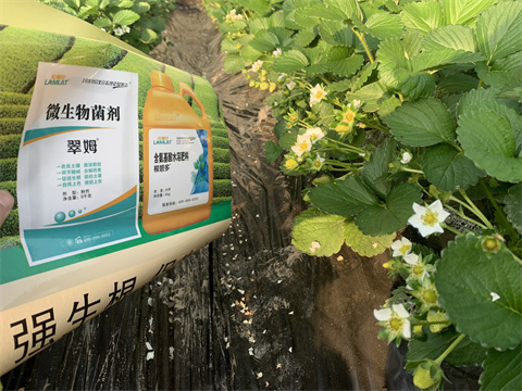 水溶肥價(jià)格，翠姆，草莓水溶肥