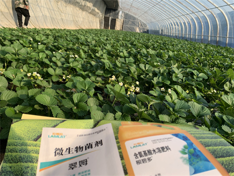 水溶肥價(jià)格，翠姆，草莓水溶肥