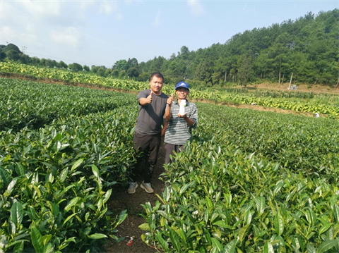 茶樹(shù)種植,水溶肥品牌,伯示麥