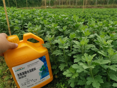 菊花種植,水溶肥廠家，翠姆