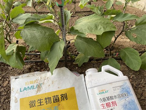 水溶肥廠(chǎng)家,茄子種植,伯示麥水溶肥