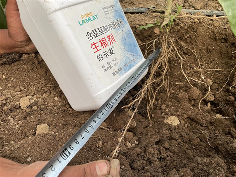 水溶肥廠(chǎng)家,茄子種植,伯示麥水溶肥